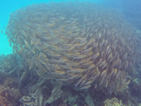 Video of a Ball of Bait Fish in Ngchus Cove, Palau