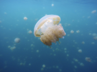 Jellyfish Lake Video #2, Rock Islands, Palau