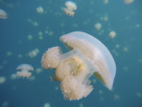 Jellyfish Lake Video #1, Rock Islands, Palau