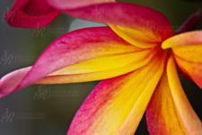 Images of Flowers on the Lanai, Oahu, Hawaii