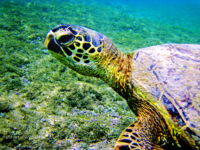 Images of Turtles, Oahu, Hawaii