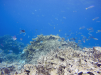 Video of the Fish Bowl Snorkel Site, Palau